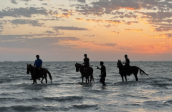 Horse Riding in Jeddah Coupons